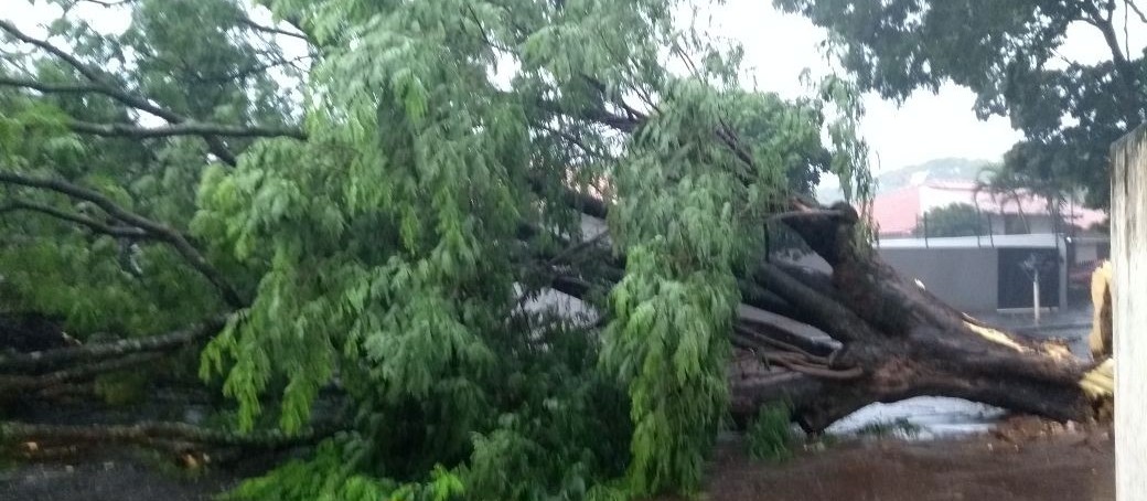 Chuva derruba quatro árvores em Maringá