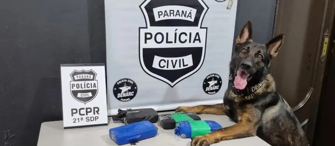 Chris, cão farejador da Denarc de Maringá, será homenageado nesta terça-feira (9)