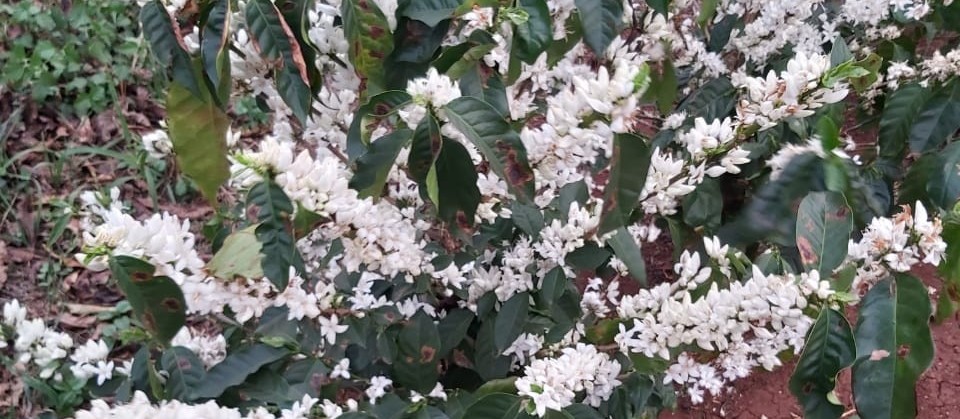 Começa a florada do café em lavouras mais novas 