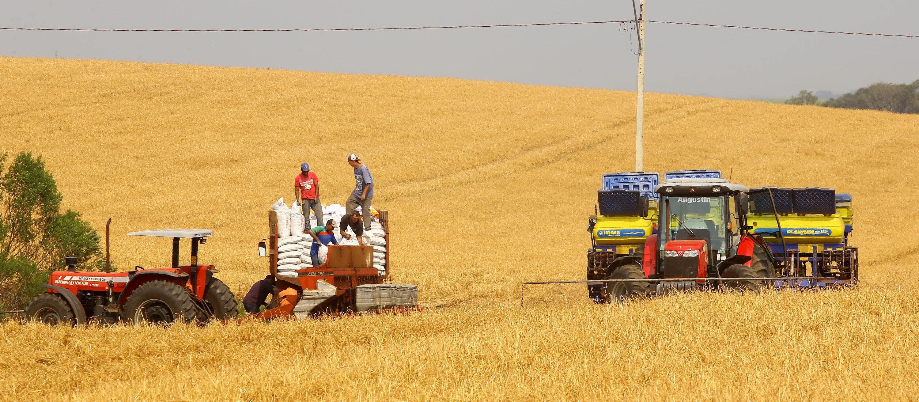 Dados apontam queda na produção mundial de milho