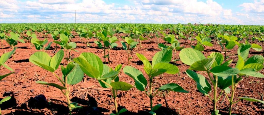 Paraná deve semear cerca de 5,5 milhões de hectares com soja na safra 2019/20