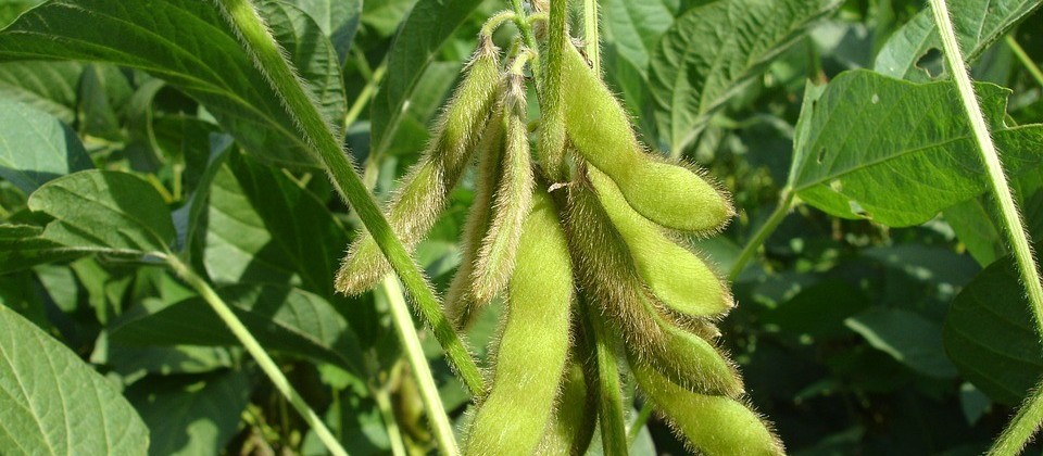 Análise do mercado agrícola da semana influenciado pelo câmbio recorde e coronavírus