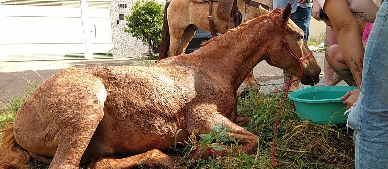 Bombeiros resgatam cavalo que caiu em fossa de seis metros de profundidade