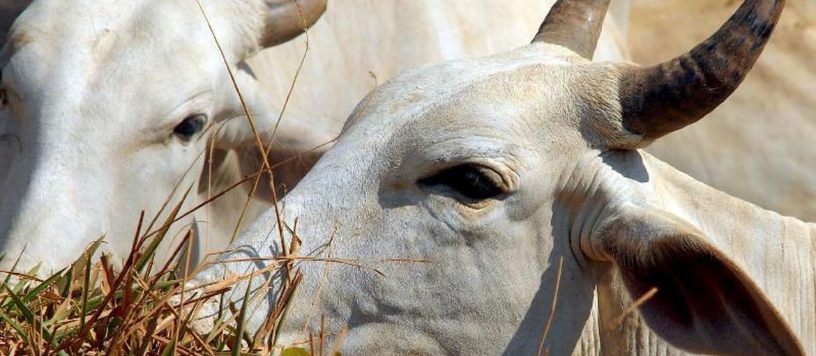 Mapa libera trânsito de animais entre estados que retiraram vacina da aftosa