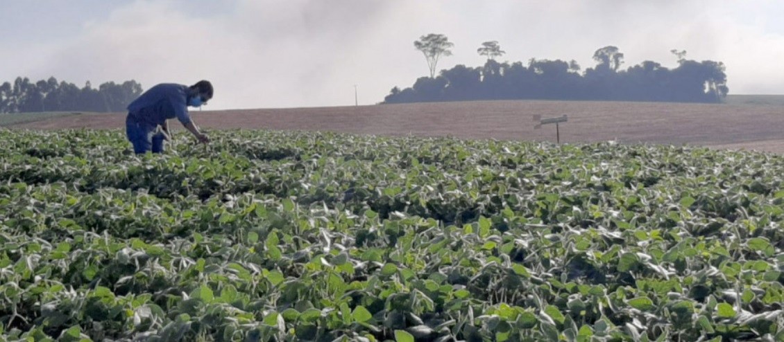 Alerta Ferrugem começa em propriedades do Paraná