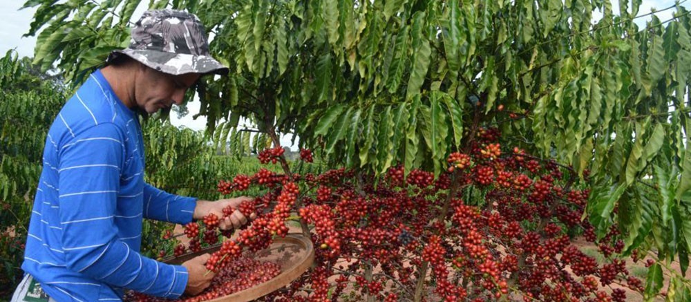 Colheita do café deve começar 30 dias antes do previsto