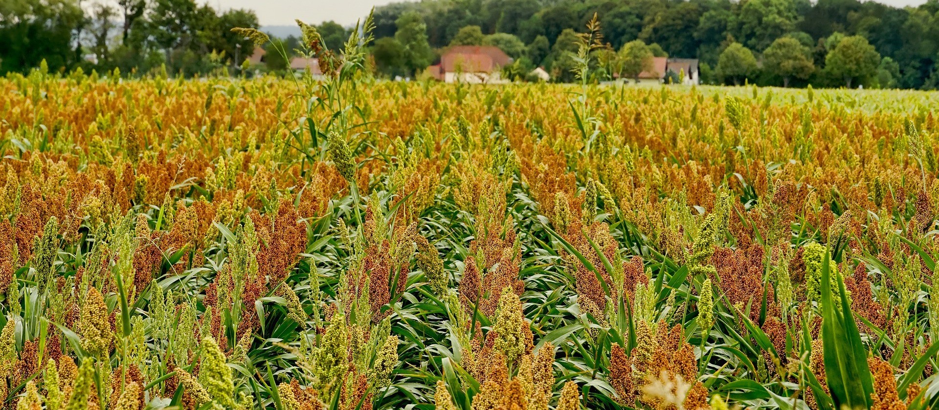 Cultura do sorgo cresce cada vez mais no Brasil