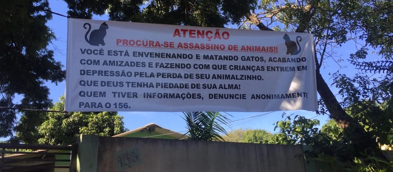 Moradores dizem que gatos estão sendo envenenados