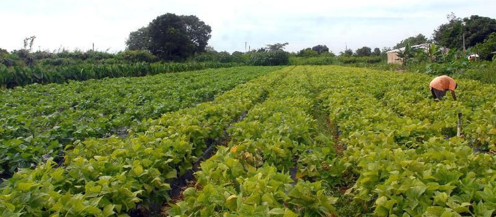 Mapa vai substituir DAP por novo cadastro de agricultores