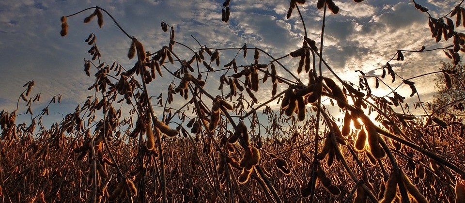 Especialista fala sobre desafios prioritários para o agronegócio nos próximos anos