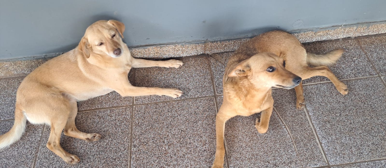 Escola da região adota duas cachorrinhas que “invadiram” espaço escolar