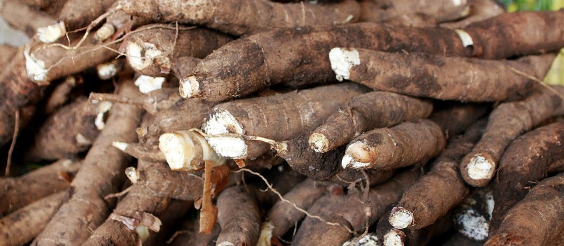 Tonelada da raiz de mandioca custa R$ 377 em Campo Mourão e Paranavaí