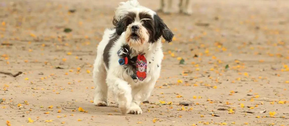 Projeto de lei autoriza que animais de estimação sejam enterrados com donos no Cemitério Municipal de Maringá
