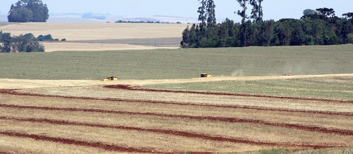 Área plantada de soja e milho deve ser maior na primeira safra