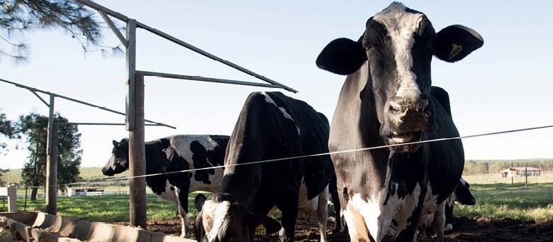 Arroba da vaca gorda custa R$ 140 em Paranavaí