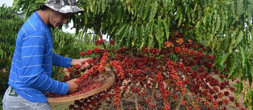 Preços agrícolas permanecem em alta na região de Maringá