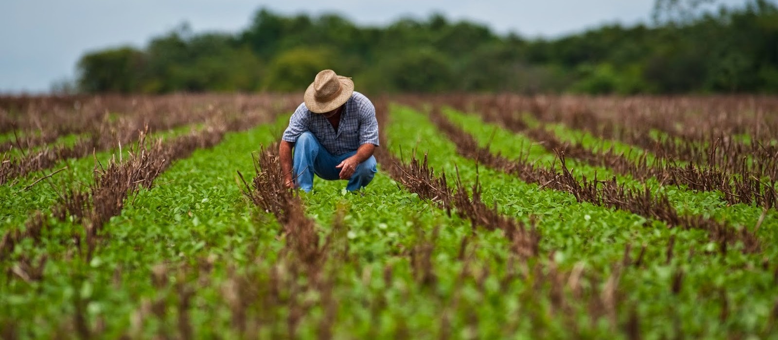 Governo do Paraná abrirá concurso para veterinários e técnicos agrícolas 