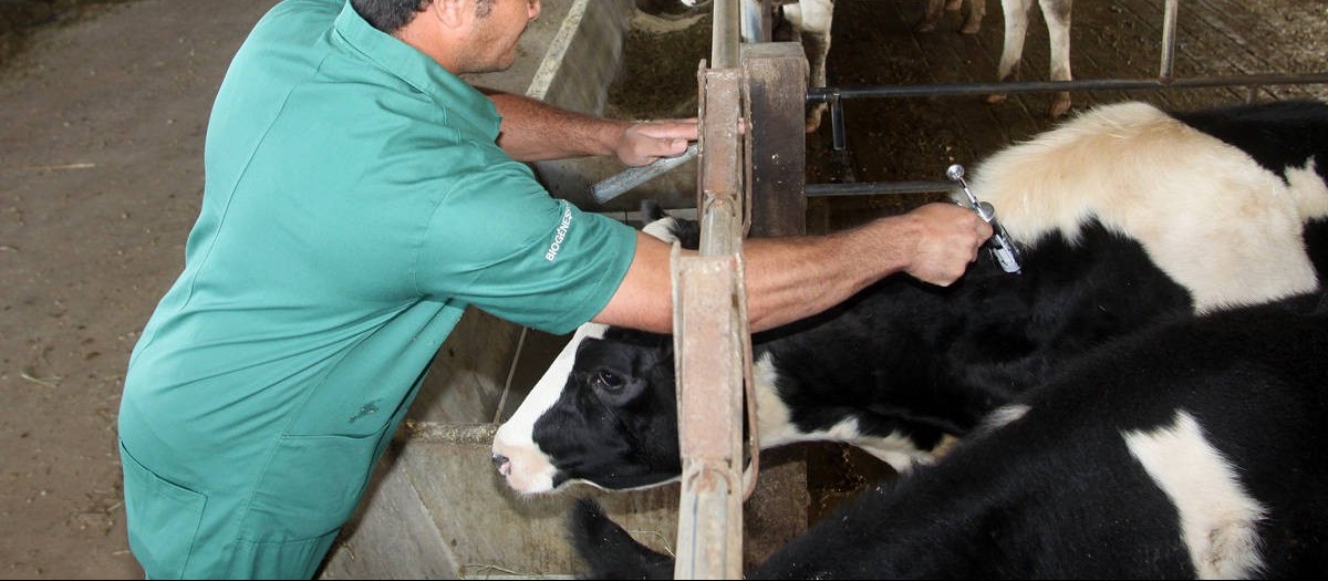 Campanha de vacinação contra a febre aftosa diminui liquidez no mercado de reposição