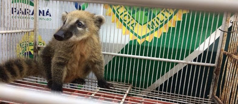 Homem que mantinha quati em cativeiro é autuado por crime ambiental