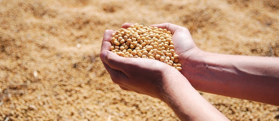 Soja custa R$ 67 a saca em Campo Mourão e Cascavel