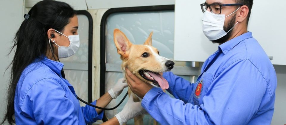 Bem-Estar Animal nos Bairros está na Vila Morangueira até 15h