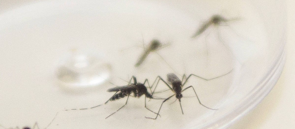 19 de Novembro é o Dia Nacional de Combate ao Mosquito da Dengue