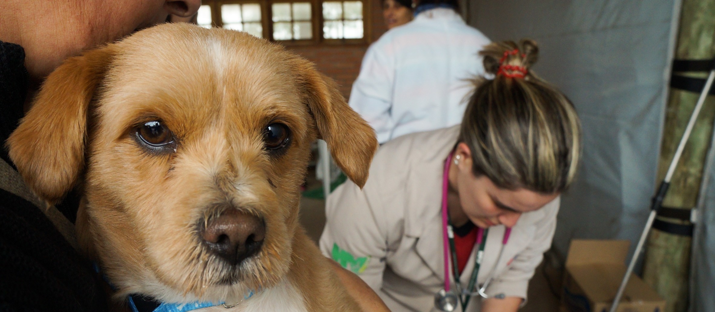 3 mil animais domésticos começam a ser castrados