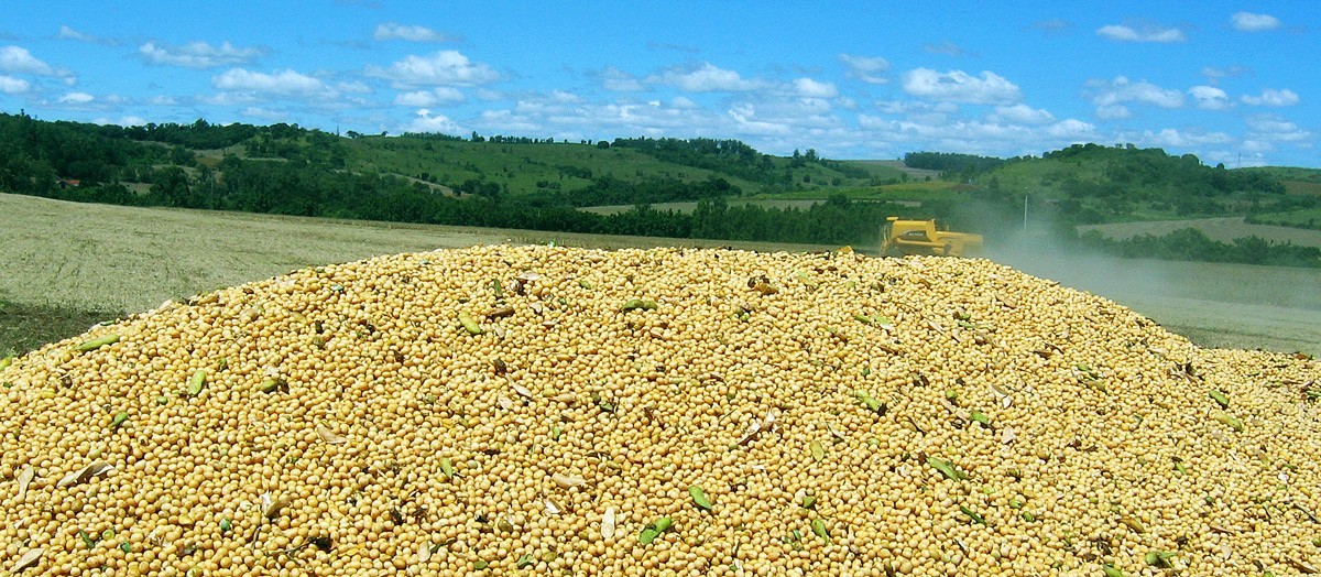 Soja custa R$ 71 a saca em Maringá