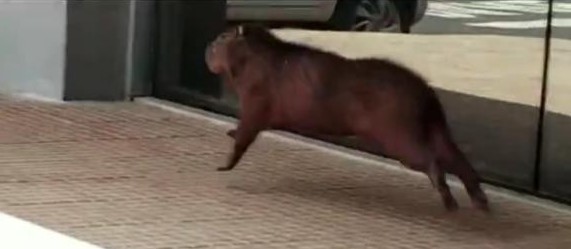 Capivara entra em shopping de Maringá