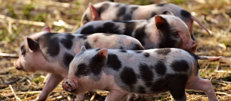 Suíno custa R$ 3,60 kg em Maringá