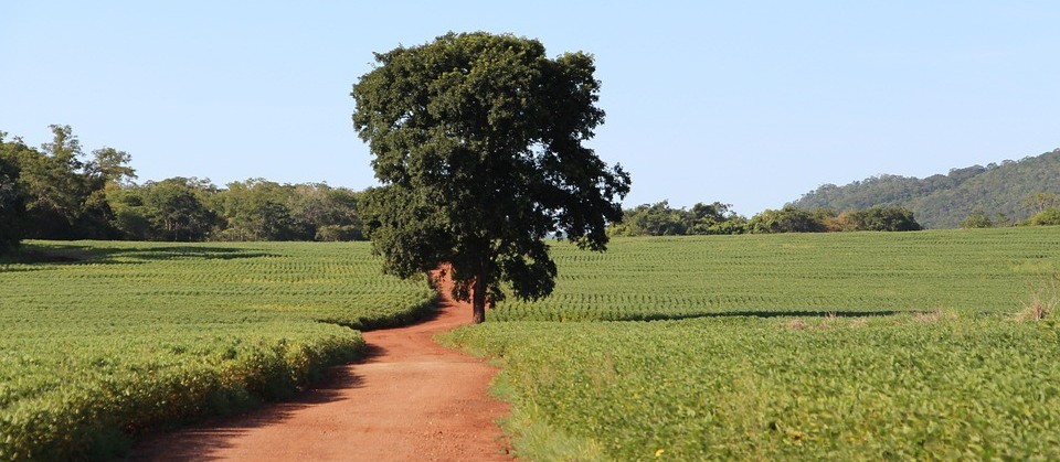 Agronegócio: entre o defensivo e o pesticida