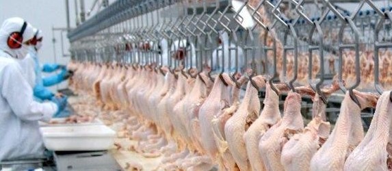 Forte alta nas cotações da carne de frango