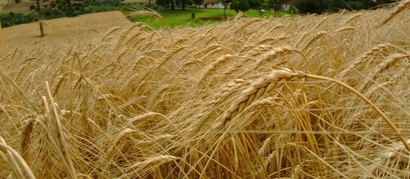 Cotações de produtos agrícolas: quinta-feira [26 de setembro] 