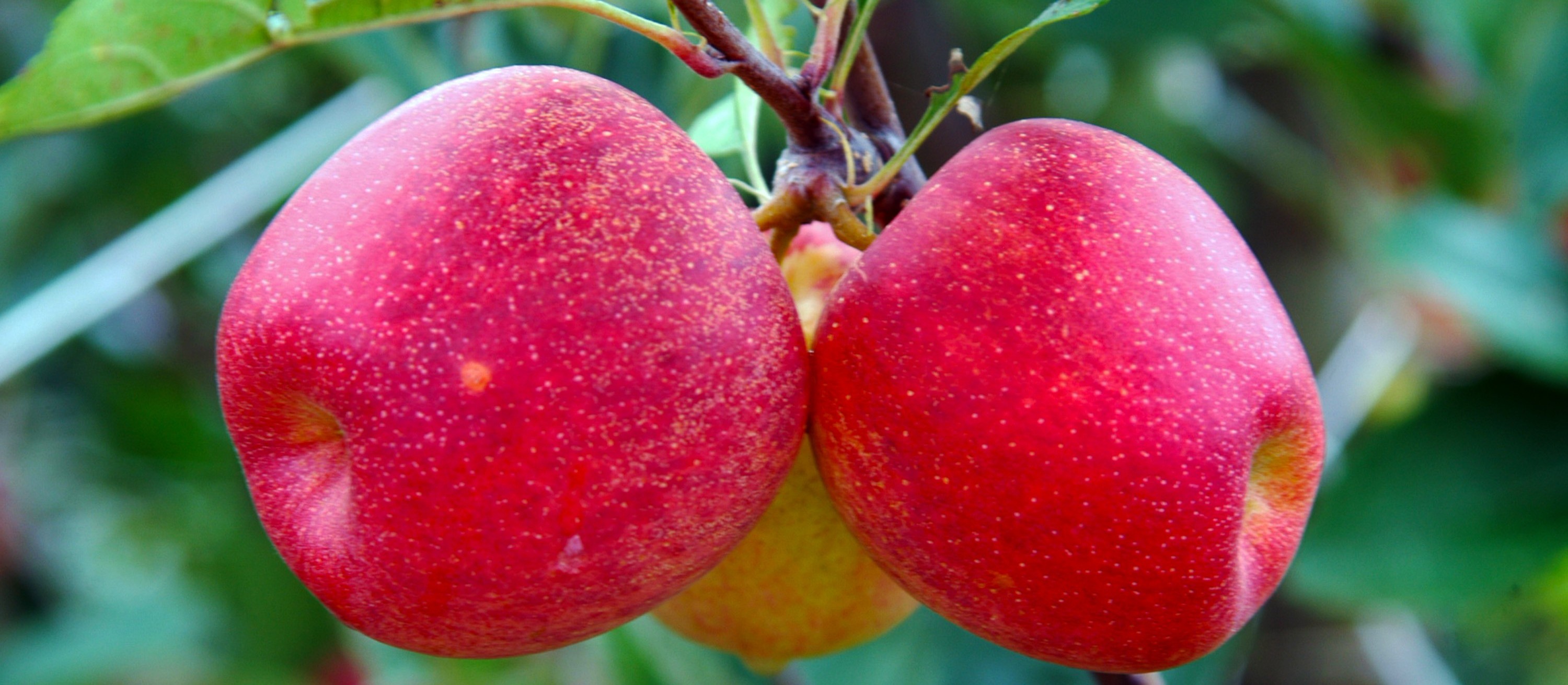 Fruticultura no Paraná produz 3,6% da nacional