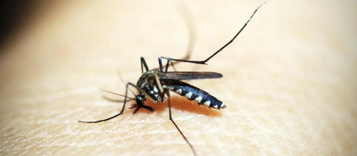 Maringá registra mais duas mortes por dengue