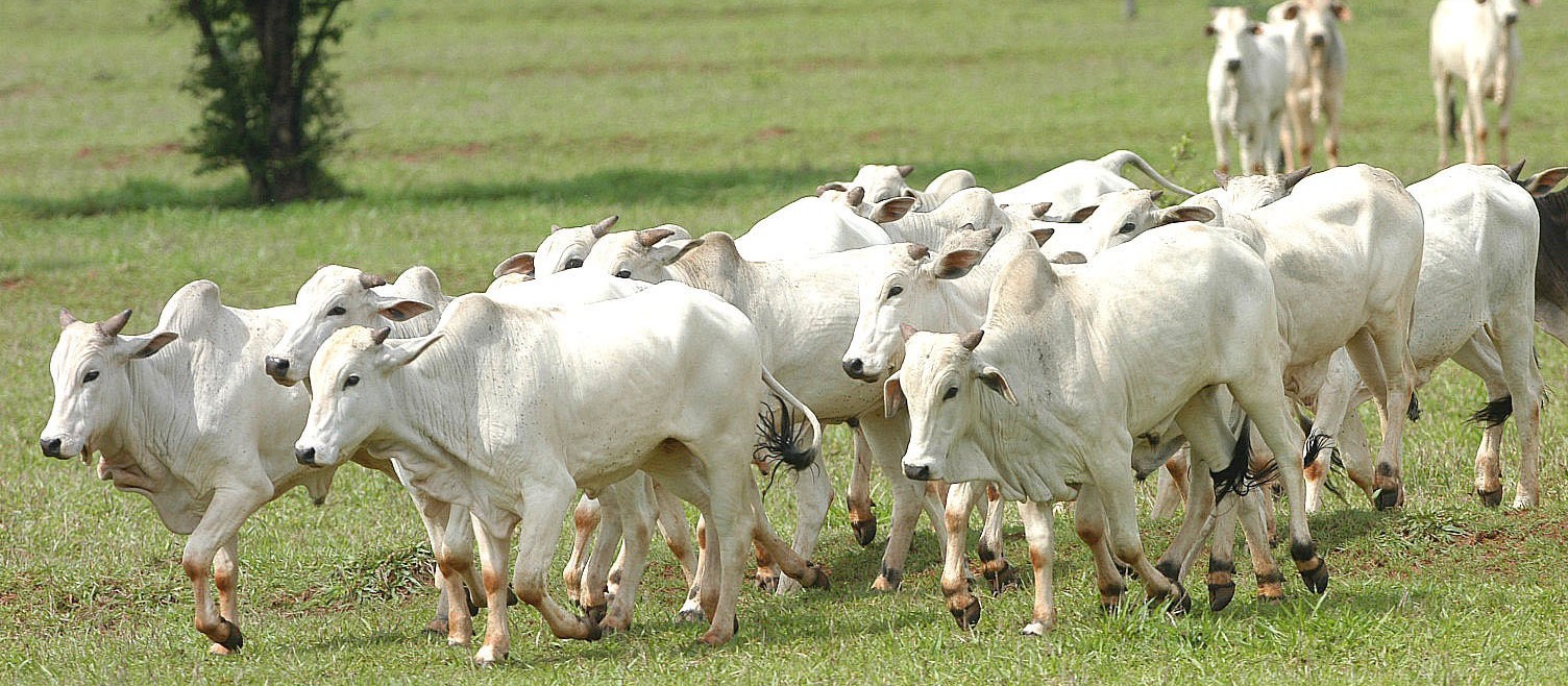 Arroba do boi gordo custa R$ 147 em Campo Mourão e Paranavaí