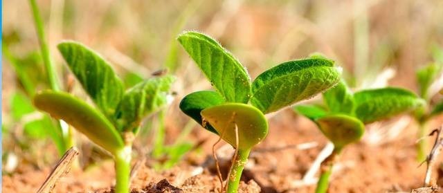 Soja custa R$ 77,50 em Maringá