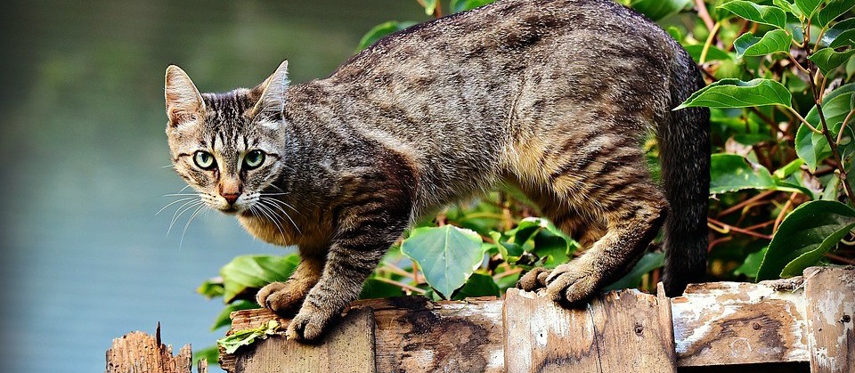 Programa de castração de felinos começou esta semana