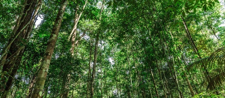 Sobre a Amazônia e polêmicas