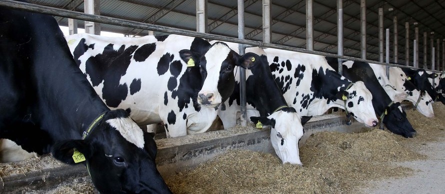 Mercado pecuário brasileiro volta a ganhar ritmo