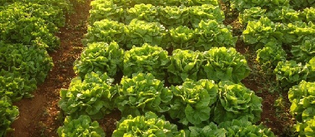 Hortaliças plantadas a céu aberto tiveram perda quase total devido às geadas