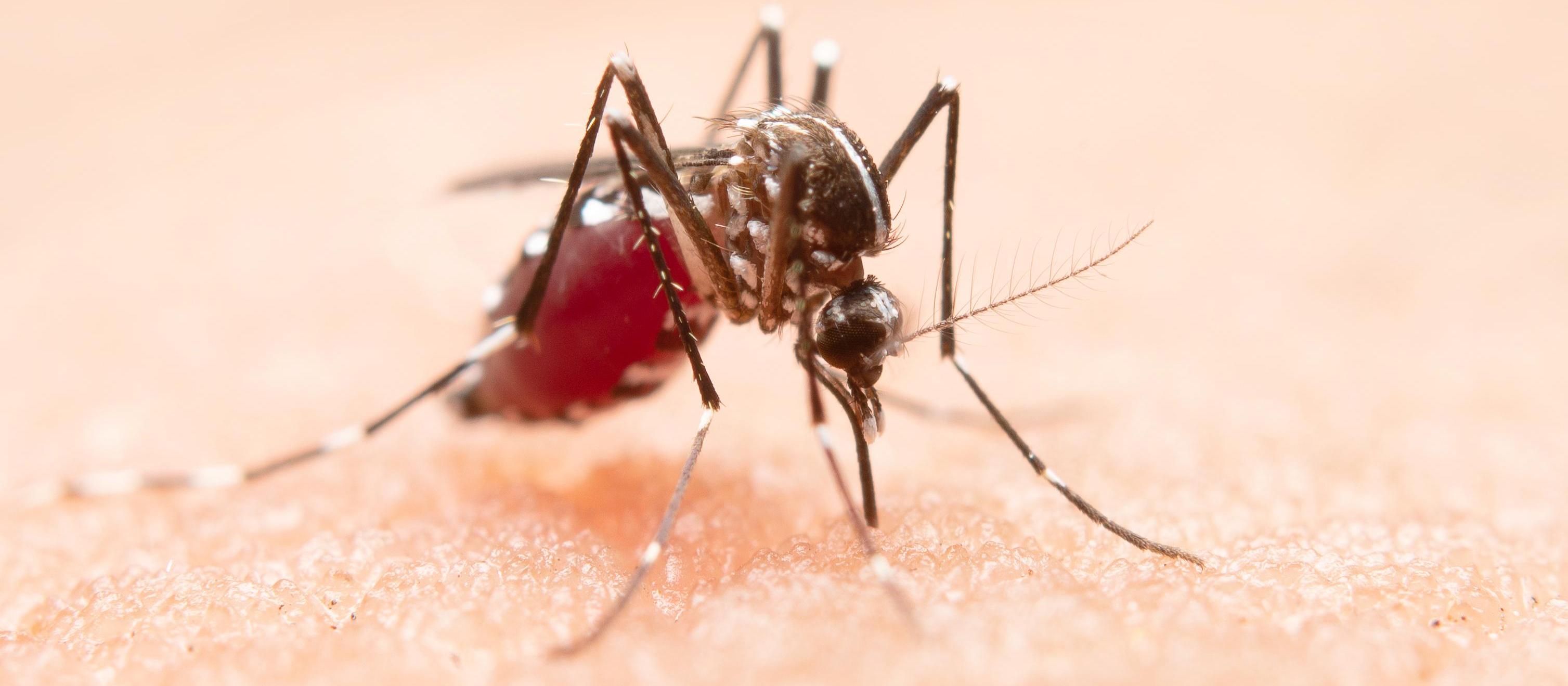 3º Lira de 2025 aponta infestação média de 0,4% em Maringá