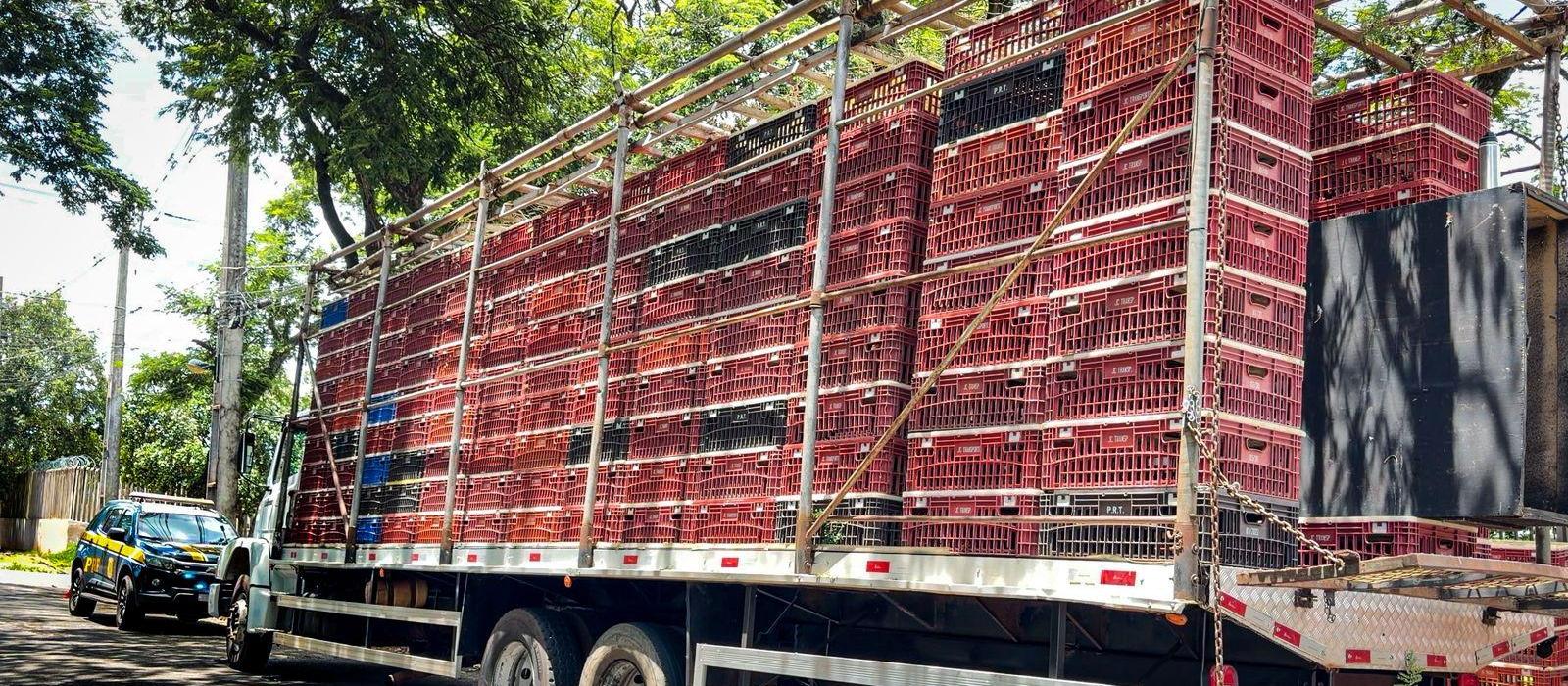 PRF apreende quase duas toneladas de maconha em meio a carga de frango