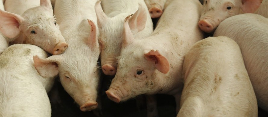 Suíno custa R$ 4,15 kg em Maringá