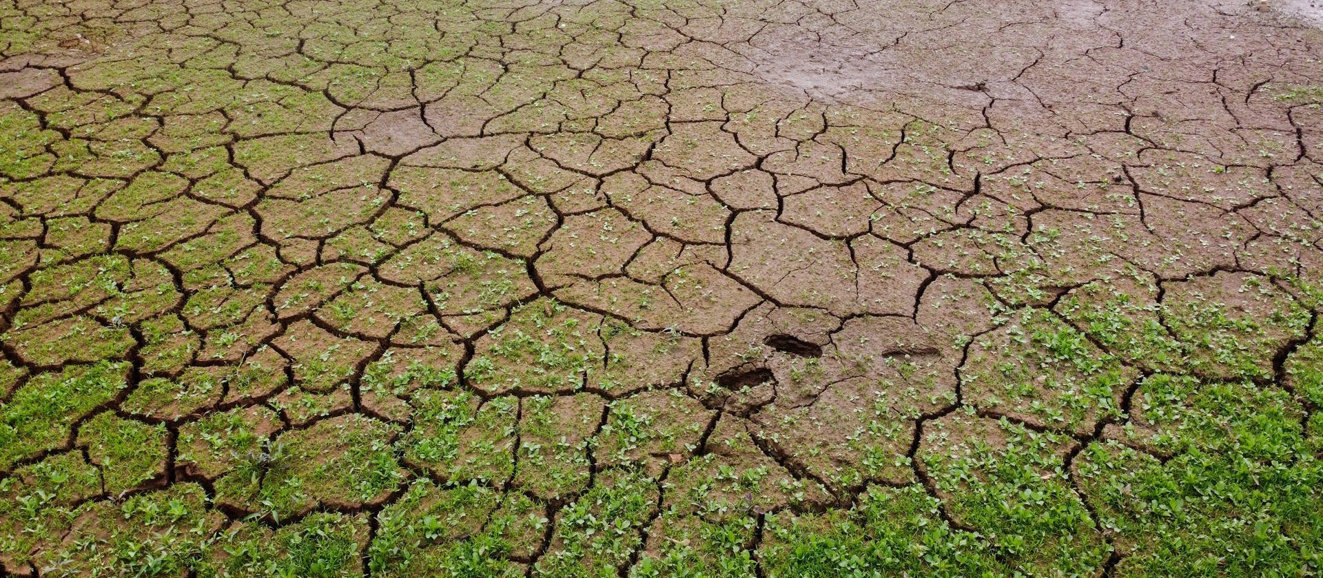 Estiagem é problema em diversas regiões do Paraná