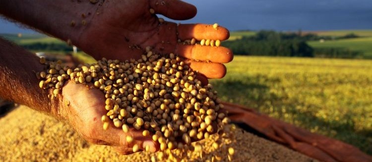 Preços agrícolas seguem valorizados em Maringá