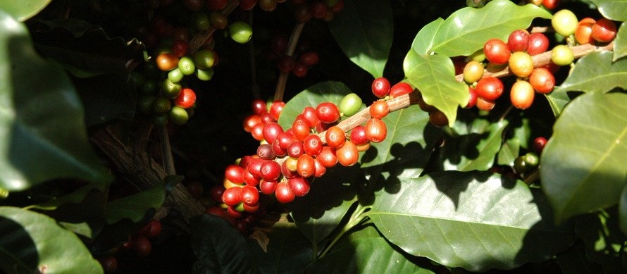 Café custa R$ 6,50 kg em Maringá