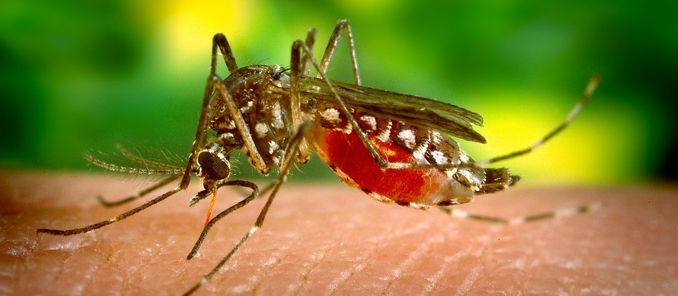 Maringá é a cidade com mais casos de dengue no Paraná