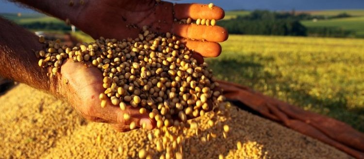 Soja convencional volta ocupar espaço nas lavouras