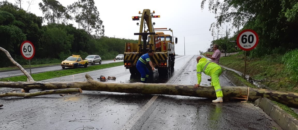 Árvore cai na pista e provoca congestionamento na BR-376